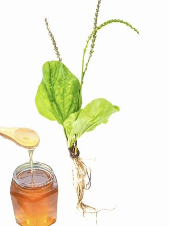 车前草的妙用#车前草#车前草蜂蜜水#喝茶