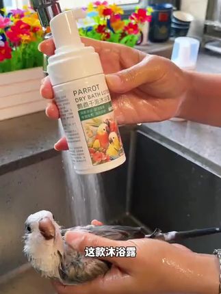洗完羽毛蓬松香香的#鹦鹉洗澡 #鹦鹉沐浴露 #鹦鹉日常
