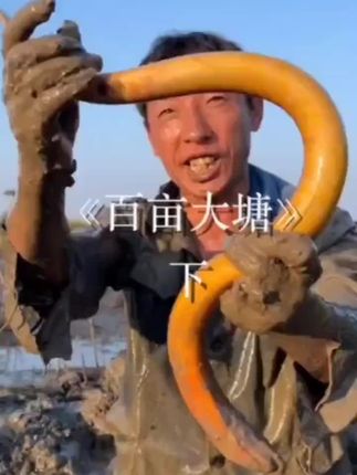 户外徒手抓鳝鱼,今天要发财了,土鳝鱼#三农