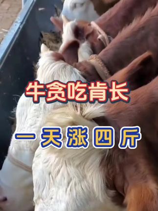 #牛羊养殖 #养殖技术 #科学养牛 #养牛人 #养牛技术