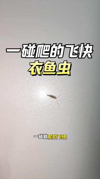 你见过这种虫子吗?一碰就爬的飞快,它就是衣鱼虫,通体呈银白色,也被称为银鱼。远看就像一个“陆游器”版的银色小鱼。衣鱼虫天生怕光,夜晚一开灯就能看到它们在地板逃窜,白天躲在衣柜缝隙、柜子夹层、床底角落等潮湿阴暗的区域。如果在卧室发现衣鱼虫,就要小心衣柜里的衣物及床上的棉类床品,它们会啃食出不规则的破洞。别看它爬得快、行动全靠灵活的肢体在缝隙中穿梭。如果长期放任不管,数量就会翻倍式繁殖。需定期清理卫生,保持通风干燥,搭配衣鱼虫杀虫剂防治!#衣鱼虫 #衣鱼虫是怎么滋生的 #衣鱼虫如何彻底消除 #衣鱼虫专用杀虫剂 #银色小虫