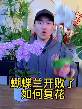 #蝴蝶兰 开败了,这样修剪换盆,明年还能再开花#养花小知识#室内盆栽 #兰花日常管理