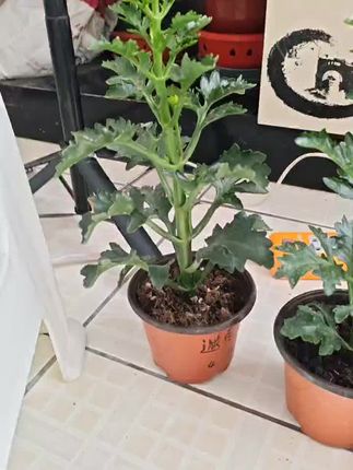 花花收到了苗子很壮壮的挺好的挺满意的#我在抖音买买买