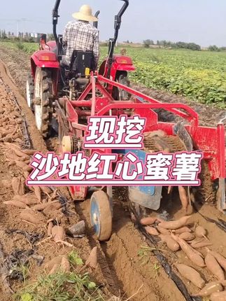 #现挖蜜薯 #沙地蜜薯 #现挖现发 #地瓜 #蜜薯
