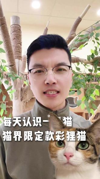 每天认识一只猫之彩狸猫
#养猫经验分享 #养宠进阶指南 #养猫新手 #猫咪经验分享 #彩狸猫