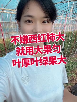 #西红柿种植#大果匀#绿叶#膨果#番茄种植 小黄车下单吧 效果非常好@抖音小助手