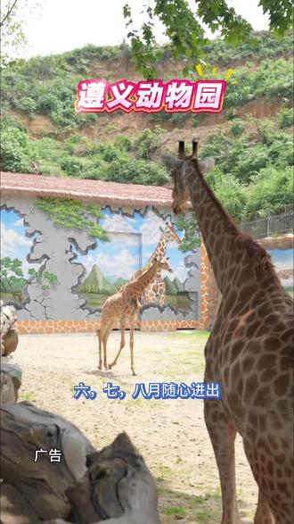 奔赴一场童趣之旅,遵义动物园邀你欢乐相聚!
#动物园 #六一节快乐 #六一就是要快乐呀 #遵义动物园第一届童趣节