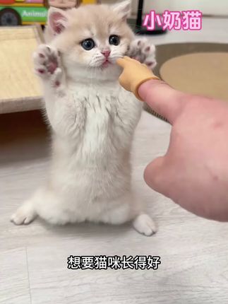 我家从小吃的就是西西来了家的猫粮,真心推荐#萌宠好物 #萌宠出道计划 #西西来了 #西西来了三拼猫粮 #可爱萌宠