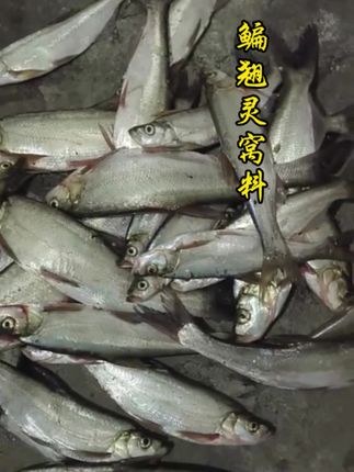 要想鳊鱼翘嘴钓得好,这款鳊翘灵窝料少不了!#翘嘴窝料 #鳊鱼窝料 #钓鱼窝料