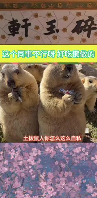 曾经是梦想家,现在没了梦,只剩下想家