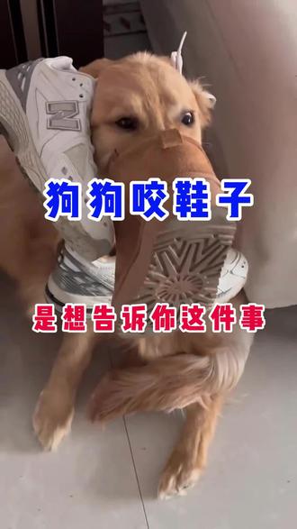 狗狗咬鞋子其实是想告诉你这件事!#萌宠 #养宠知识 #养狗人 #狗是人类最忠诚的朋友 #狗狗🐶