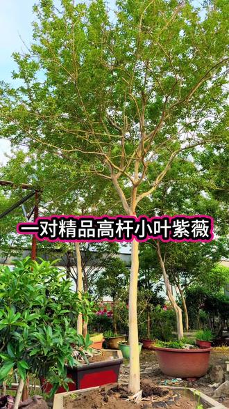 一对高干的沂蒙山小叶紫薇,开花120天惊艳#优选庭院景观树 #高杆小叶紫薇 #蒙山小叶紫薇
