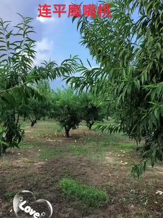 #新鲜采摘 #优质水果 #硕果累累 #有喜欢的吗