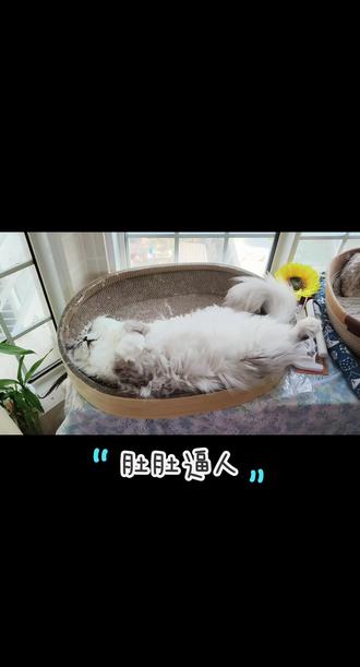 get 新词:“肚肚逼人” ฅ՞•ﻌ•՞ฅ
#软fufu #萌宠出道计划 #猫