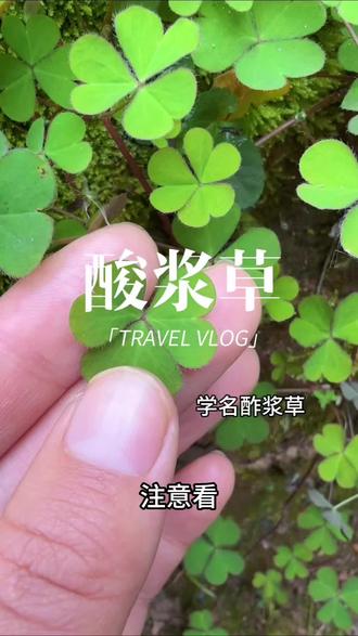 你的家乡还能看到酸浆草吗#涨知识#涨粉#内容启发搜索 #强烈推荐#植物科普@抖音小助手