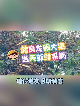 广东正宗储良龙眼新鲜采摘现摘现发清甜爽口当季水果