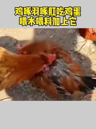 #养鸡知识 #三农养鸡 #养鸡秘诀 #新手养鸡 #养鸡人