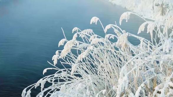 西洋参别单泡,这7种喝法儿舒服又容易坚持
#锦颐正能量 #倪海厦 #西洋参 #西洋参搭配 #养生