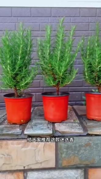 这个就是迷迭香,一款可以食用的香草植物,它独特的香味可以净化空气,而且还是牛排的好搭档,把它养在家里,随时都可以摘一些叶子做菜,即可观花又能做食材#爱生活爱养花 #香草植物#迷迭香#一花一草一世界@抖加🔥上热门🔥dou+🔥热点宝