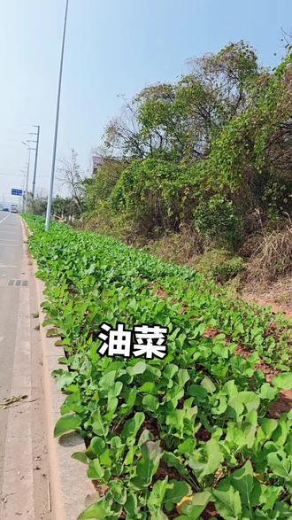 绿油油的油菜一天比一天长的茂盛#外面的人吃花生油,我们攸县人吃菜籽油
