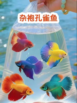 孔雀鱼:水族箱的灵动精灵 光影间、水草旁,孔雀鱼宛如起舞的小仙子,游姿娇俏惹人爱。 它们体型小巧,尾鳍却华丽非凡——红似焰、蓝若天、绿如新叶,摆动时恰是一幅流动的水彩画。 性情温和的它们,或与同伴穿梭捉迷藏,或静歇如沉水甜梦,轻松为鱼缸注入生机。无论新手还是老手,养上几尾,便能拥有一方鲜活小世界! #孔雀鱼#观赏鱼养殖#鱼缸里的大自然#观赏鱼推荐#轻松养鱼