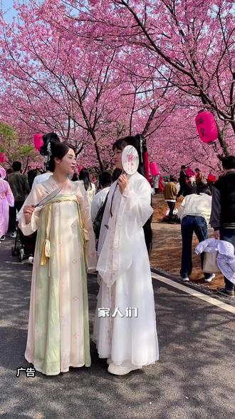 桂阳樱花园,二期红粉佳人盛开了,迎来最佳观赏期,#桂阳樱花园#第十一届樱花节#红粉佳人盛开#姐妹花旅游足迹 #拍照花絮