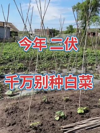#酸菜王白菜 #大白菜 #蔬菜种子 #白菜种子