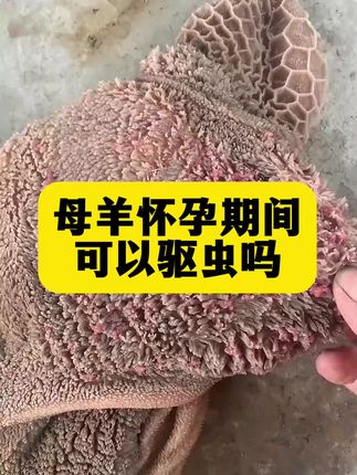 #养殖小妙招 #科学养殖 #驱虫#养羊#养羊技术