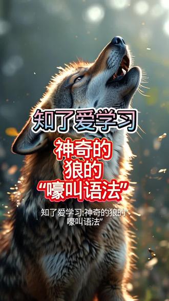 知了爱学习|神奇的狼的“嚎叫语法”#有趣的知识又增长了#知了爱学科普#知了爱学习科学#知了爱学知识