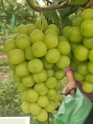 🍇走你,不留你了
