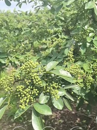 丰都麻辣鸡的灵魂在于花椒油,我们的花椒油都是新摘花椒熬制的,入口又麻又香。