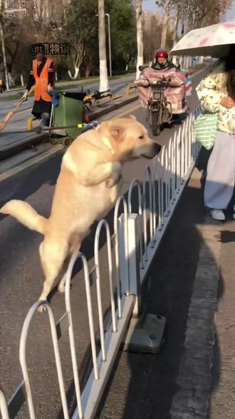 拉不拉猪,贪吃第一狗! #热门 #宠物 #不养狗不知道养狗的乐趣 #科普 #狗狗