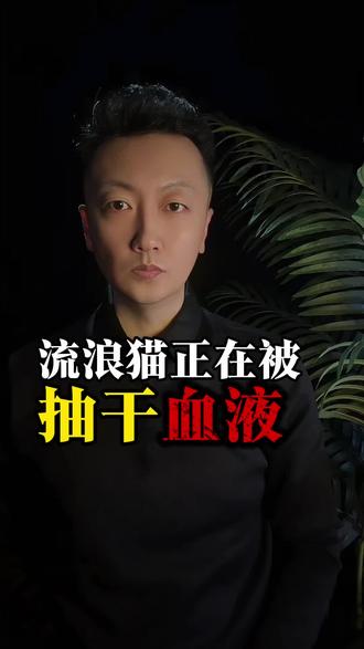 流浪猫竟然变成了宠物猫的血包#热点 #上热搜 #血猫