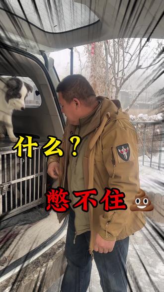 边牧控制不了大小便? #边牧大小便#乌鲁木齐训犬#爱贝宠物训练俱乐部#专业训犬