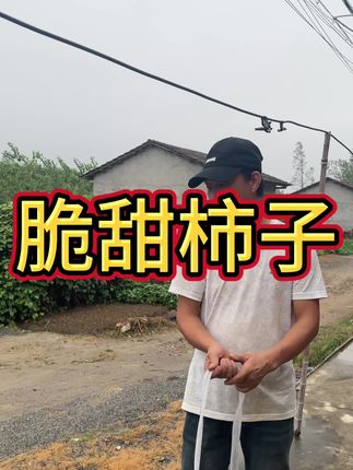 #好物推荐🔥 #好吃不贵经济实惠 #脆甜柿子 #山西阳丰柿子