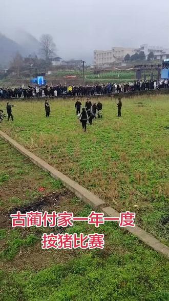古蔺付家一年一度
按猪比赛