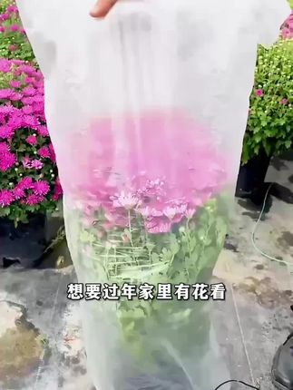 #爱生活爱养花 #家庭种植 #花卉种植 #养花小知识 #花卉绿植养护