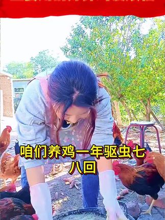 生姜用的好,养鸡没烦恼!#养鸡 #养鸡人#养鸡小妙招 #养鸡技术 #科学养鸡