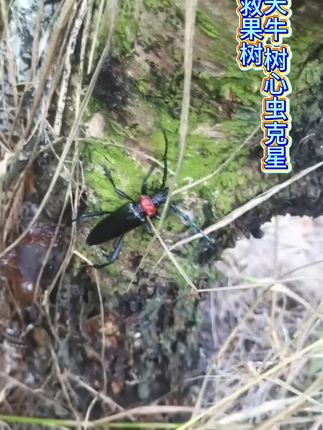 天牛树心虫克星#果攸擒天牛#果树管理 #抖音新农人