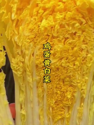 今年快来种上这个#鸡蛋黄白菜 好吃美味好种植 炒菜 凉拌香极了~#优质农产品