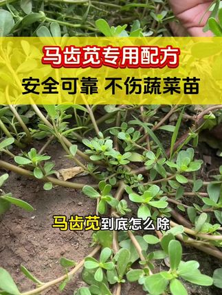 蔬菜地马齿苋爆发怎么办#马齿苋 #白菜种植 #白菜种植技术 #白菜管理 #长寿草