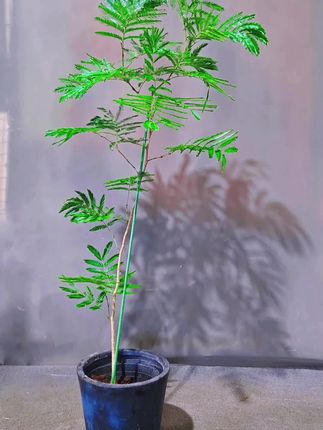 “密叶猴耳环”枝繁叶茂,正如古人云:“草木有本心,何求美人折。”这抹绿意为家增添生机。🌿#绿植盆栽 #家庭养花#密叶猴耳环 #花卉绿植 #绿植盆栽