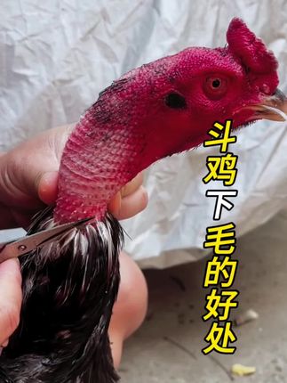 斗鸡下毛有什么好处#斗鸡 #斗鸡文化 #斗鸡爱好者