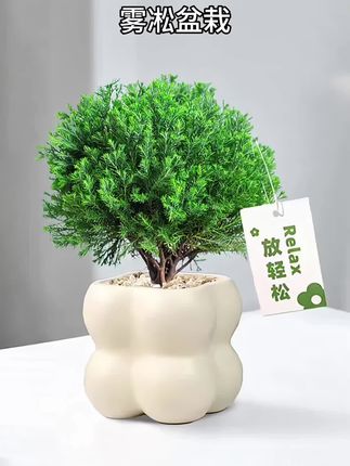 雾凇盆栽办公室桌面绿植小雾松盆景净化空气四季常青易养活放青松#鲜花园艺 #雾凇盆栽 #桌面绿植 #四季常青 #室内绿植