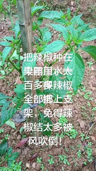纯天然辣椒种植 ,农村种辣椒的基本知识,给辣椒树绑支架!