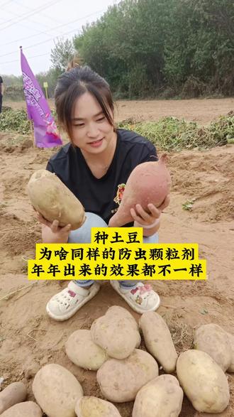 种土豆,防地下虫是重中之重#土豆种植