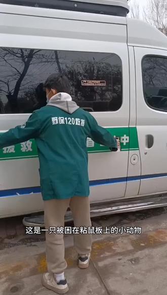 救助一只被粘鼠板困住的黄鼠狼续