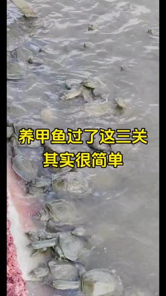 #甲鱼养殖技术 养甲鱼过了这三关,其实很简单#龟鳖养殖 #生态甲鱼养殖