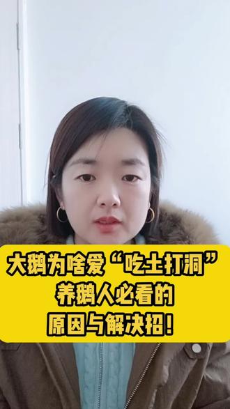 #养鹅 #养鹅人 #养鹅技术分享 #养鹅流程 #狮头鹅