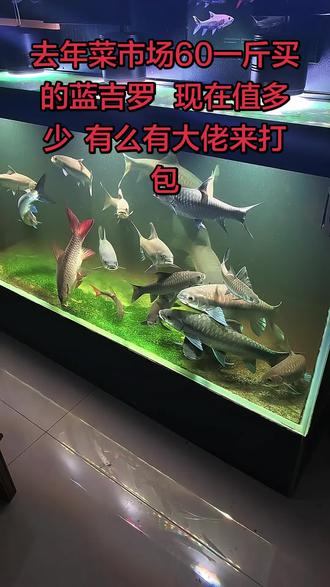 #原生鱼 #鱼缸过滤 有没有打包的大佬